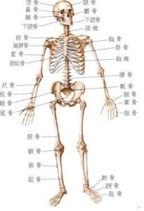 人体解剖图骨骼 人体解剖图 人体解剖图-人体骨骼系统结构图，人体解剖图-姿势