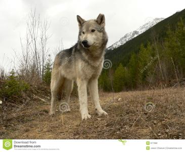 北美灰狼 北美灰狼-物种介绍，北美灰狼-体型、外表