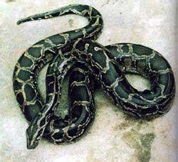 紫晶蛇 紫晶蛇-形态特征，紫晶蛇-特征习性