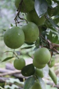 柑子的品种 柑子 柑子-基本介绍，柑子-品种简介