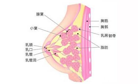 骨质增生的病因病理 乳腺增生 乳腺增生-概述，乳腺增生-病因病理