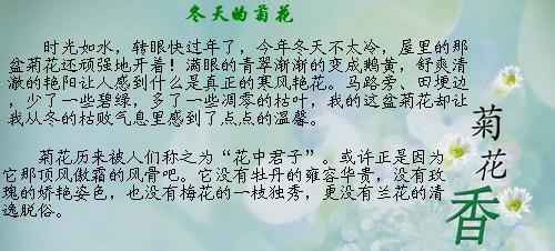 菊花作文800字 菊花作文800字8篇