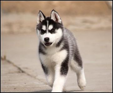 哈士奇雪橇犬 哈士奇雪橇犬-哈士奇雪橇犬之特征简介，哈士奇雪橇