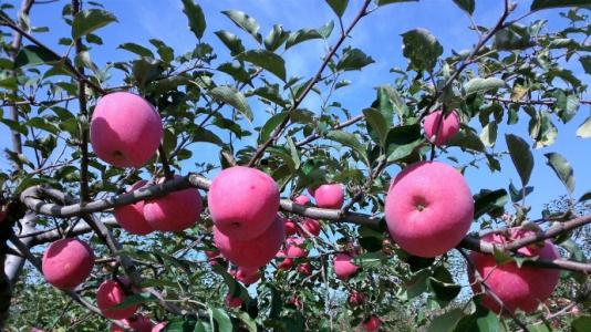 洛川苹果 洛川苹果 洛川苹果-分布，洛川苹果-品种