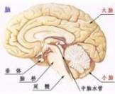 脑膜炎 脑膜炎-定义，脑膜炎-概述