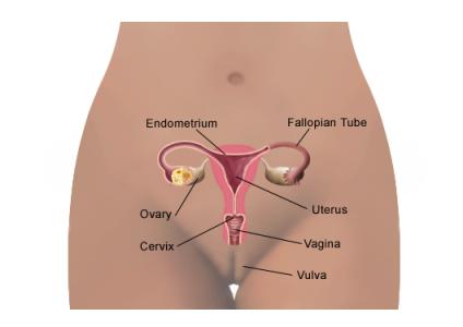 vulva photos vulva