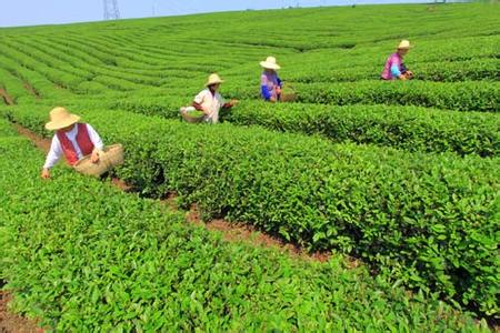 农药茶 农药茶-介绍，农药茶-焦点