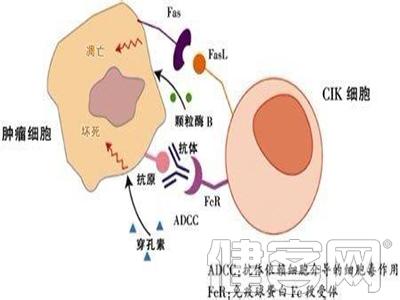 直肠癌治疗方案有哪些 直肠癌生物治疗 直肠癌生物治疗-概述，直肠癌生物治疗-直肠癌生