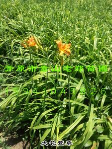 草本植物形态特征 萱草[草本植物] 萱草[草本植物]-形态特征，萱草[草本植物]-产地