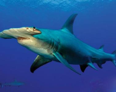 锤头鲨 锤头鲨-简介，锤头鲨-形态特征
