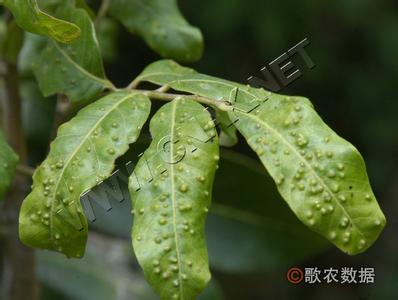 龙眼角颊木虱 龙眼角颊木虱-简介，龙眼角颊木虱-形态特征