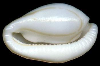 松树的外形特征 海兔螺科 海兔螺科-名称类别，海兔螺科-外形特征