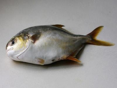 金鲳鱼 金鲳鱼-生物学特性，金鲳鱼-网箱喂养