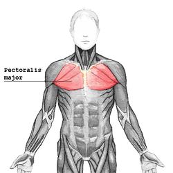 胸大肌 胸大肌-解剖学位置，胸大肌-功能