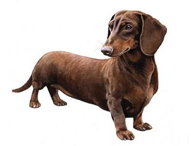 腊肠犬 腊肠犬-历史起源，腊肠犬-形态特征