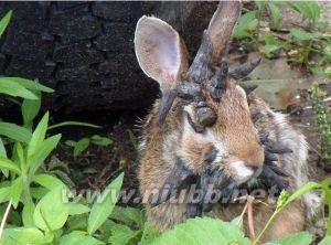 鹿角兔 鹿角兔-加卡洛普，鹿角兔-沃尔珀丁格
