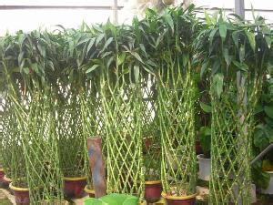水养富贵竹冬天怎么养 富贵竹养殖方法