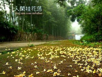 人闲桂花落 夜静春山空 人闲桂花落，夜静春山空。