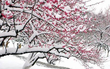 梅须逊雪三分白图片 梅须逊雪三分白，雪却输梅一段香。