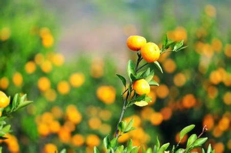年桔诗句 一年好景君须记，最是橙黄橘绿时。