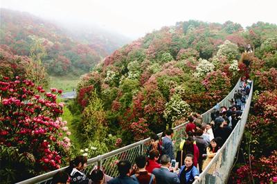 百里杜鹃风景名胜区 百里杜鹃风景名胜区-景区简述，百里杜鹃风景