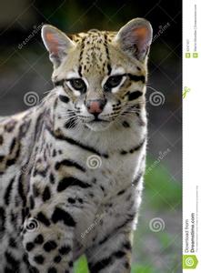 豹猫 豹猫-物种特征，豹猫-生活习性