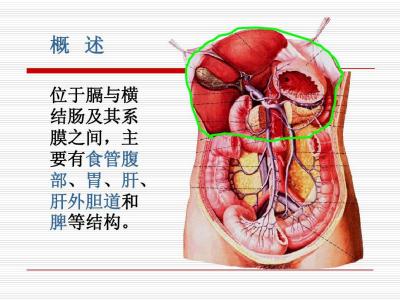 结肠 结肠-解剖，结肠-结构与分布
