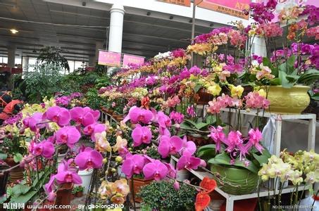 北京那个花卉市场便宜 北京的花卉市场