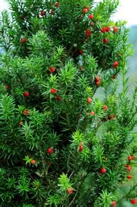 红豆杉 红豆杉-简介，红豆杉-生态习性