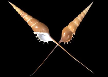 长鼻螺属 长鼻螺属-外形特征，长鼻螺属-该属物种