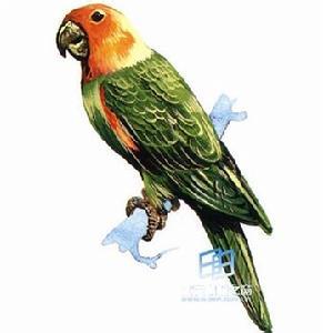 卡罗莱纳鹦鹉 卡罗莱纳鹦鹉-科学分类，卡罗莱纳鹦鹉-灭绝原因