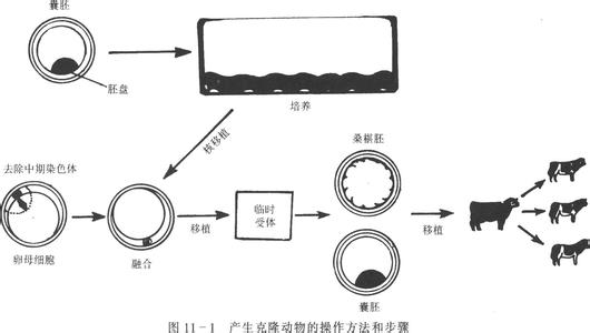 克隆 克隆-克隆动物，克隆-基本过程