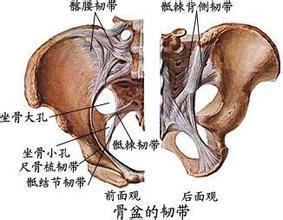 耻骨联合分离症 耻骨联合分离症-功能解剖和损伤机制，耻骨联合分