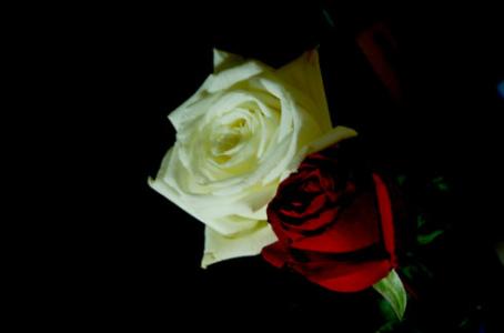 红玫瑰与白玫瑰话剧 《红玫瑰白玫瑰》 《红玫瑰白玫瑰》-概况，《红玫瑰白玫瑰》-剧