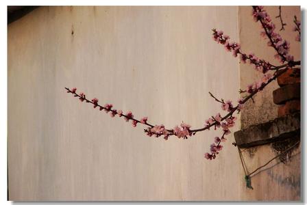 描写春天来临诗词 春色满园关不住，一枝红杏出墙来。