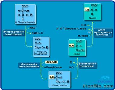 色氨酸合成酶 色氨酸合成酶-生物元素，色氨酸合成酶-元素反应