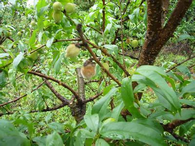 桃树病虫害防治 桃树病虫害防治-图书信息，桃树病虫害防治-内容