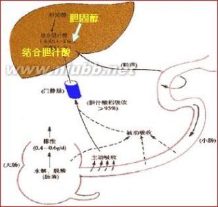 妊娠期肝内胆汁淤积症 妊娠期肝内胆汁淤积症-概述，妊娠期肝内胆