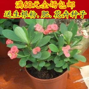 草本植物形态特征 海棠[植物] 海棠[植物]-植物简介，海棠[植物]-形态特征