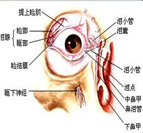 男性生殖器常见病症 泪器 泪器-介绍，泪器-相关病症