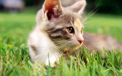 生物的基本特征 猫[动物] 猫[动物]-基本简介，猫[动物]-生物属性