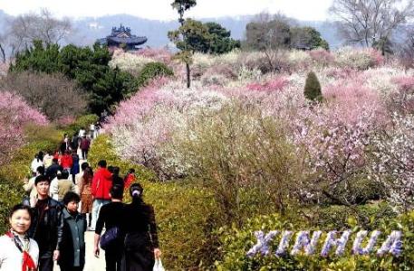 南京国际梅花节 南京国际梅花节 南京国际梅花节-简介，南京国际梅花节-基本信息