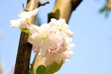 海棠花阅读理解答案 《海棠花》阅读答案