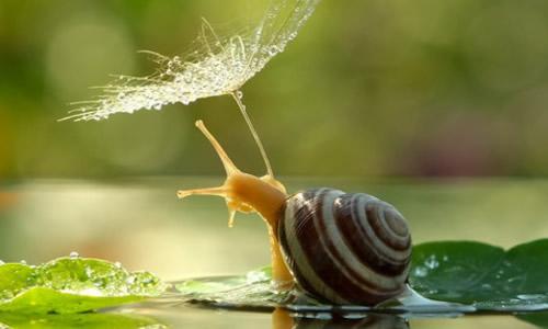 观察蜗牛的日记 描写动物作文 观察蜗牛吃叶子600字