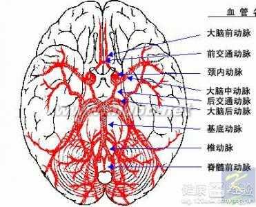 大脑供血不足怎么调理 大脑供血不足怎么办