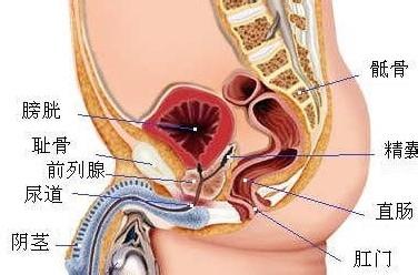 尿潜血3十 尿潜血是怎么回事