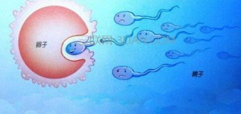 卵子发生 卵子发生-原始生殖细胞的起源与迁移，卵子发生-基本内