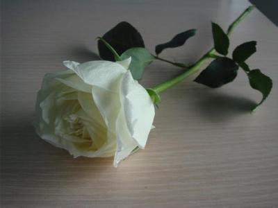 白玫瑰歌词 《白玫瑰》串词；《白玫瑰》歌词