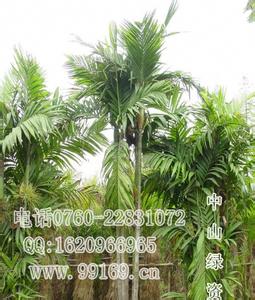 槟榔 棕榈科槟榔属植物  槟榔 棕榈科槟榔属植物 -形态特征，槟榔
