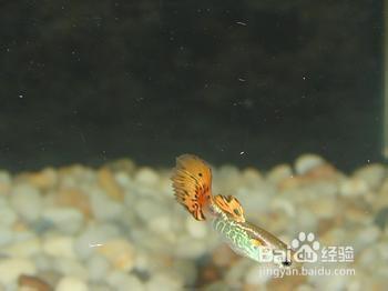 孔雀鱼的繁殖 孔雀鱼的生长与繁殖